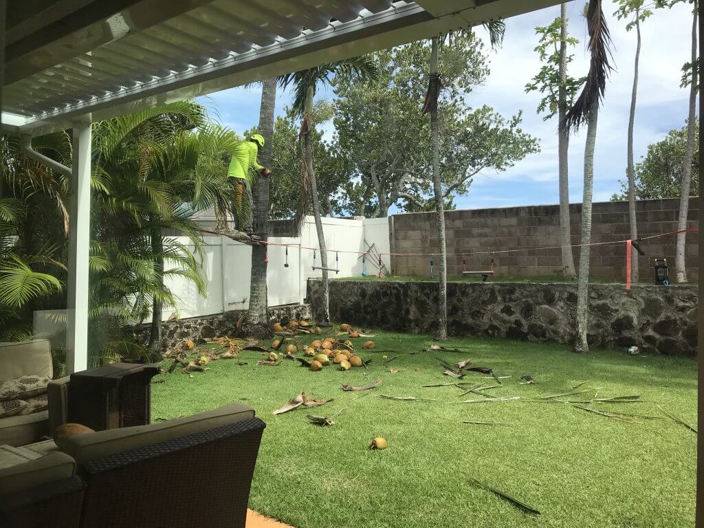 ハワイで大家：やっとココナッツ除去業者がきてくれた。